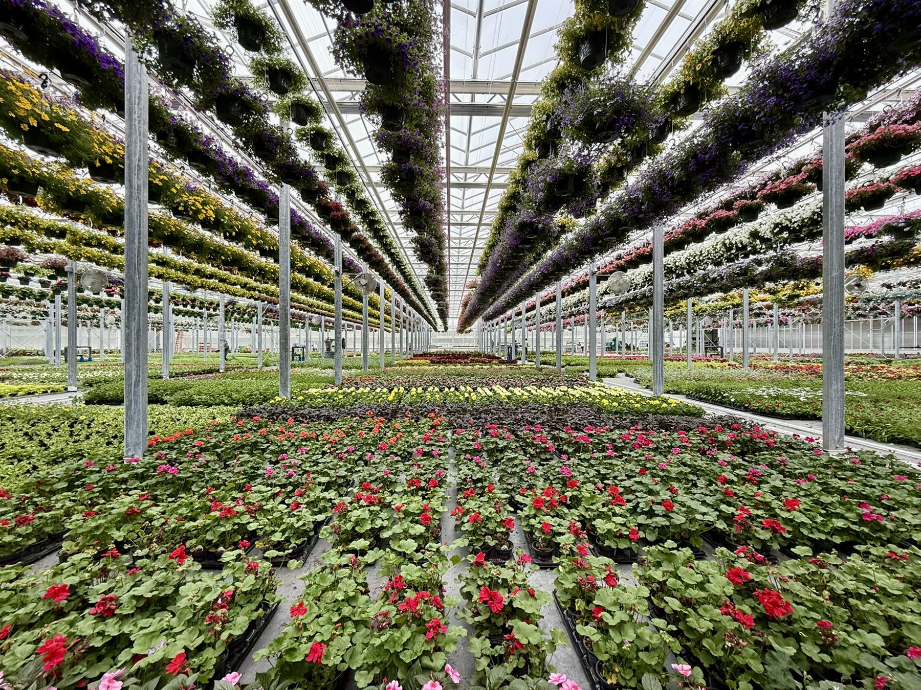 Rows of colorful flowers at Estabrook's Pownal production facility
