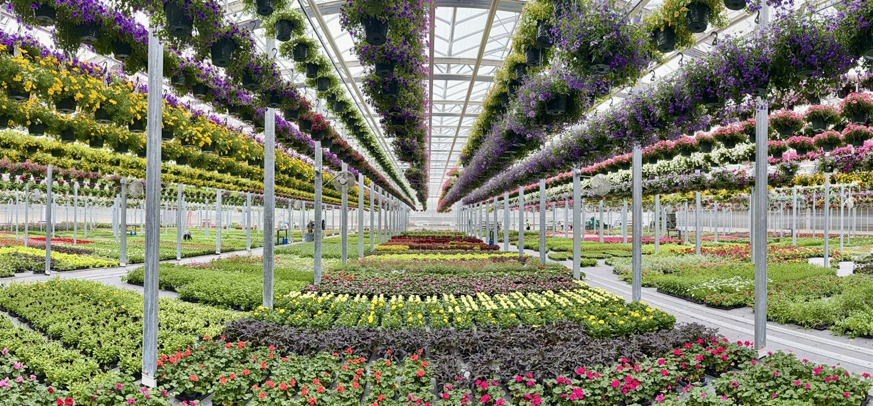 Rows of plants growing in the Estabrook's Pownal greenhouse