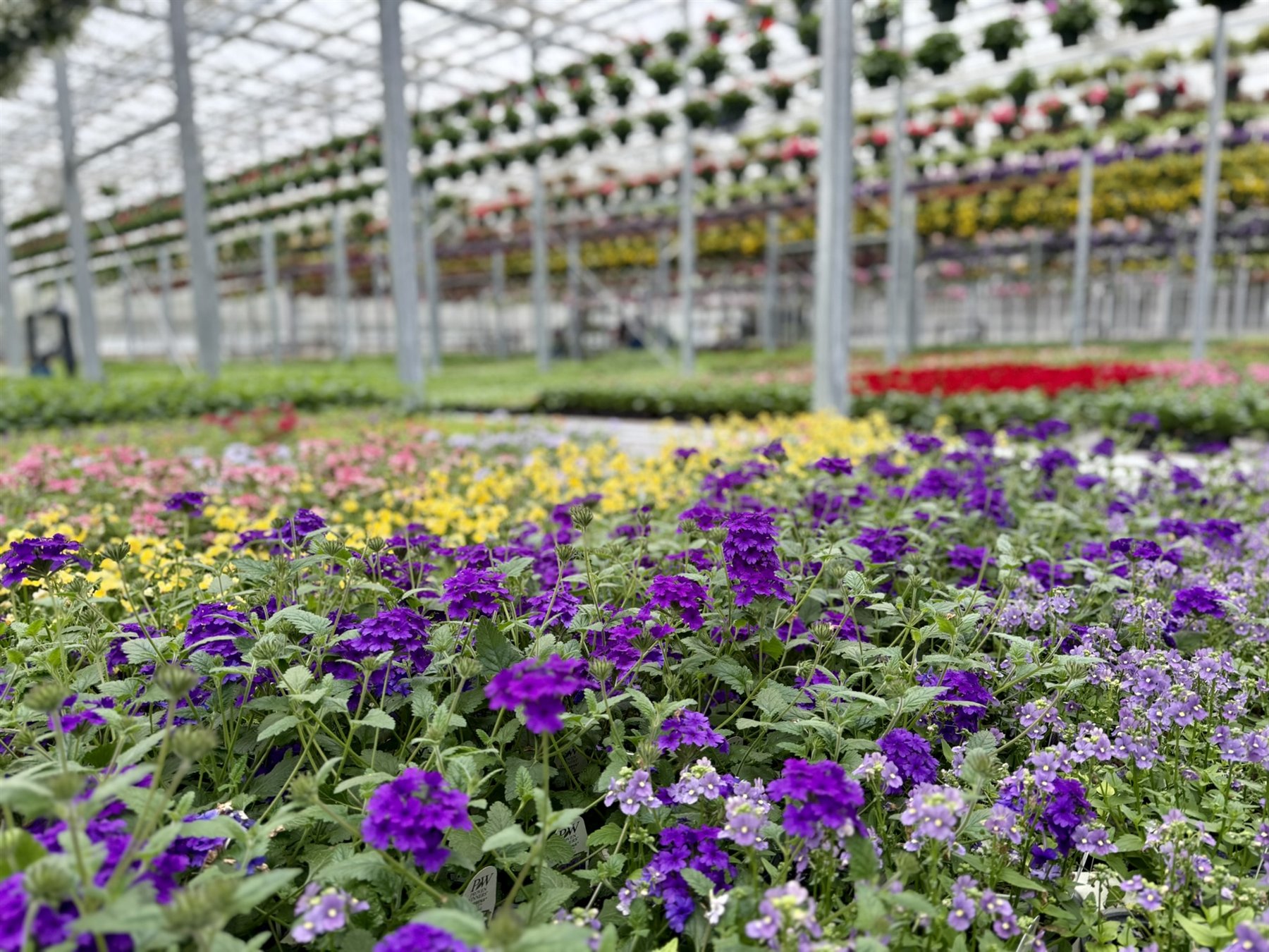 Purple annuals growing in Estabrook's Pownal greenhouse