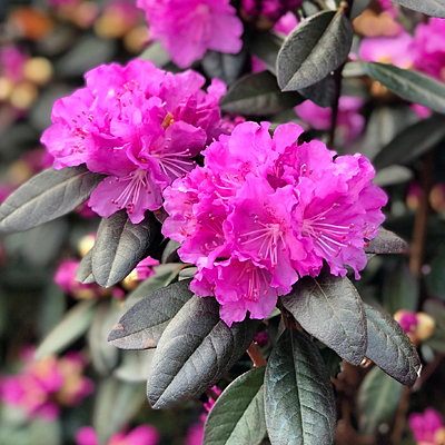 Rhododendron 'PJM Elite'