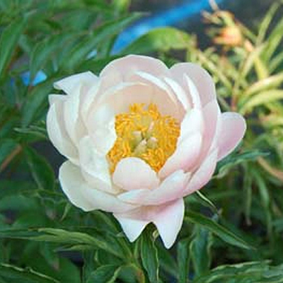 Paeonia l. 'Abalone Pearl'