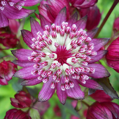 Astrantia major 'Abbey Road'