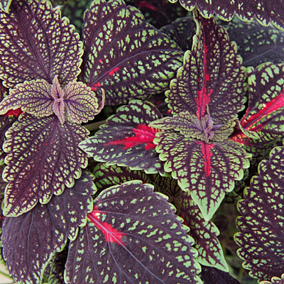 Coleus 'Main Street Abbey Road'