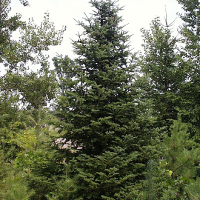 Abies balsamea