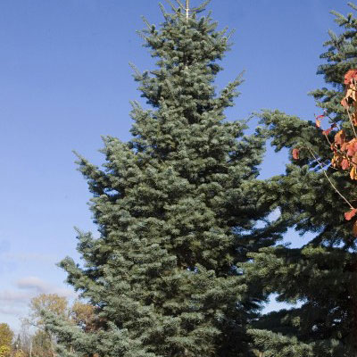 Abies concolor
