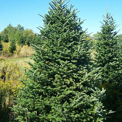 Abies fraseri