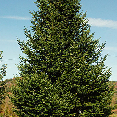 Abies balsamea (HOLIDAY)