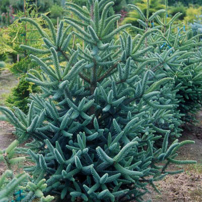 Abies k. 'Horstmann's Silberlocke'