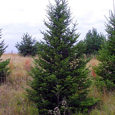 Abies bal. 'Phanerolepis'