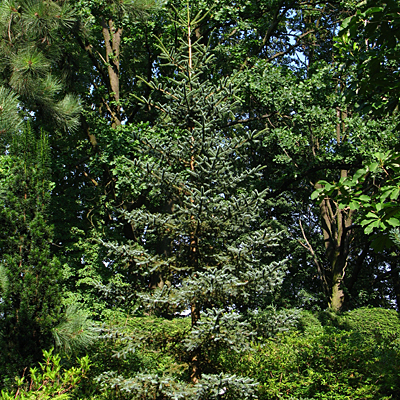 Abies pinsapo 'Glauca'