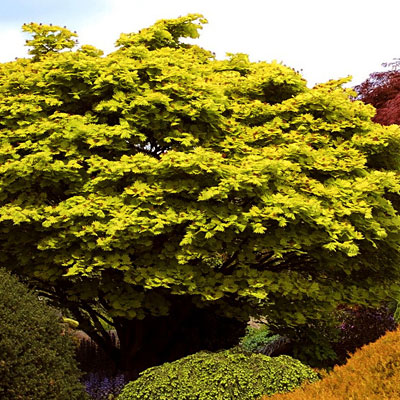 Acer shirasawanum 'Aureum'