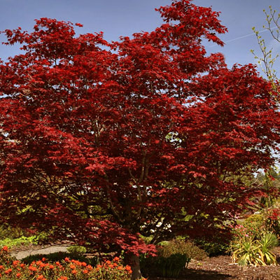 Acer pal. 'Bloodgood'