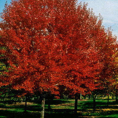 Acer rub. 'Brandywine'