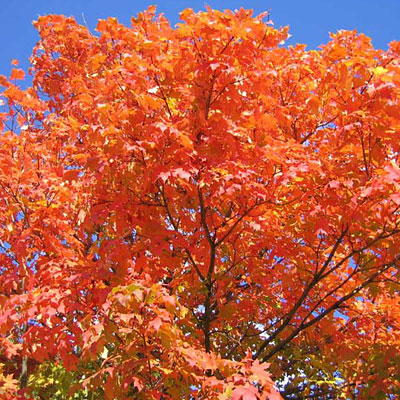 Acer sac. 'Commemoration'