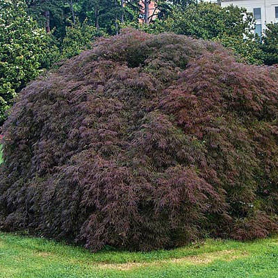 Acer pal. d. 'Crimson Queen'