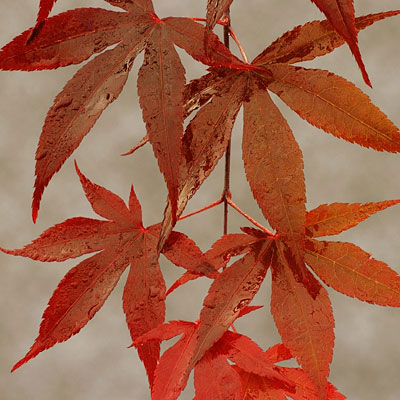 Acer pal. 'Emperor I'