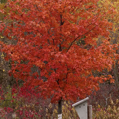 Acer sac. 'Fall Fiesta'