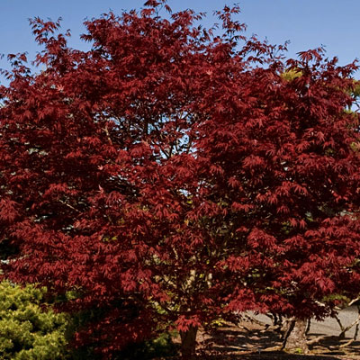 Acer pal. 'Fireglow'