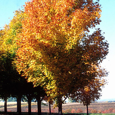 Acer sac. 'Green Mountain'