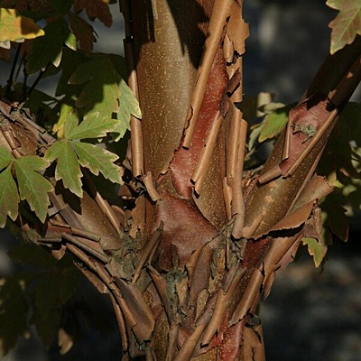 Acer griseum