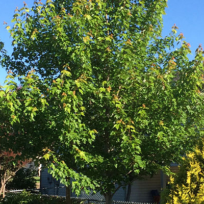 Acer x free. 'Matador'
