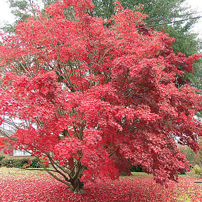 Acer palmatum