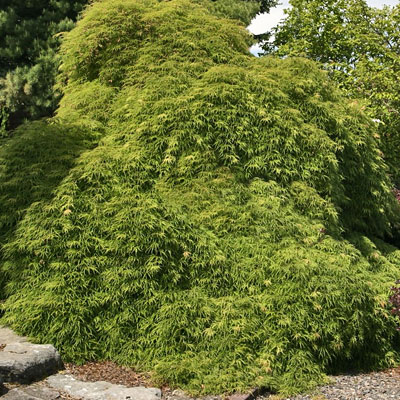 Acer pal. d. 'Viridis'