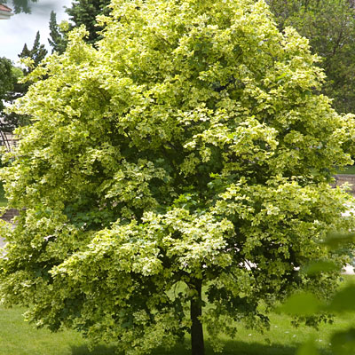 Acer plat. 'Variegatum'