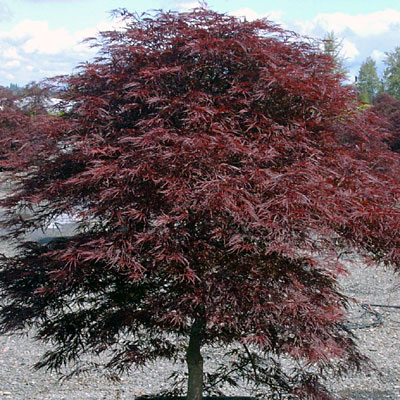 Acer pal. d. 'Red Dragon'