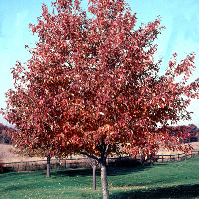 Acer rub. 'Red Sunset'