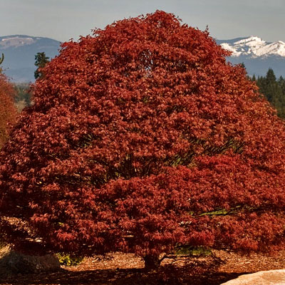 Acer pal. 'Rhode Island Red'