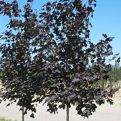 Acer plat. 'Royal Red'