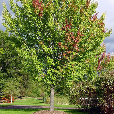 Acer rubrum