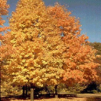 Acer saccharum