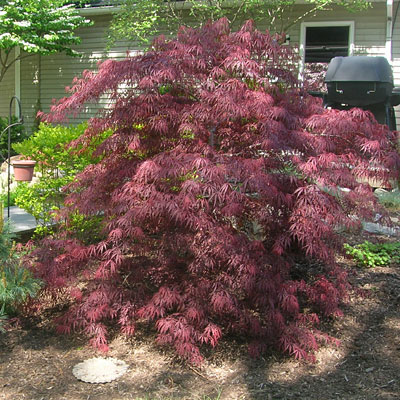 Acer pal. d. 'Tamukeyama'