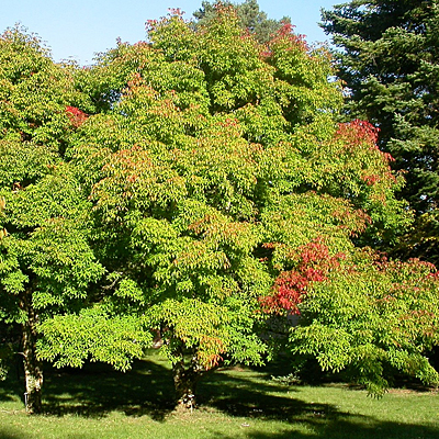 Acer triflorum