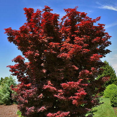 Acer pal. 'Twombly's Red Sentinel'