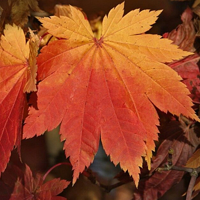 Acer jap. 'Vitifolium'