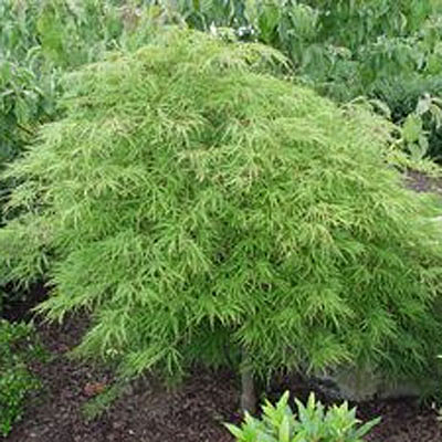 Acer pal. d. 'Waterfall'