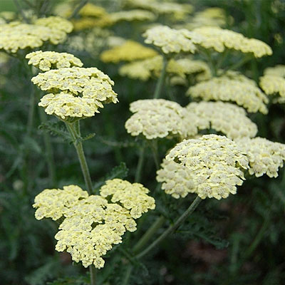 Achillea x 'Moondust'