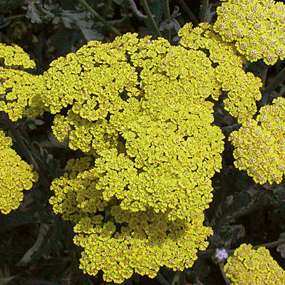 Achillea