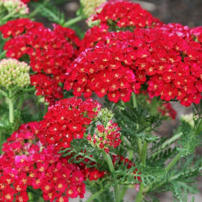 Achillea m. 'Pomegranate'