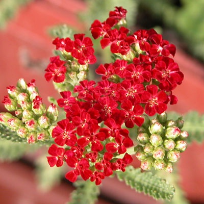 Achillea m. 'Red Velvet'
