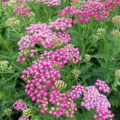 Achillea m. 'Summerwine'