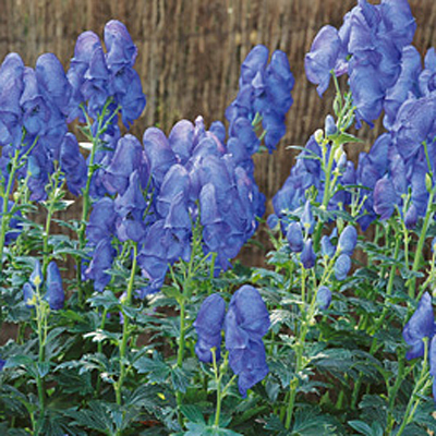 Aconitum car. 'Arendsii'