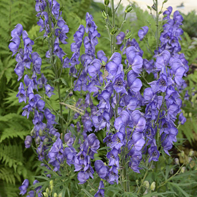Aconitum fischeri