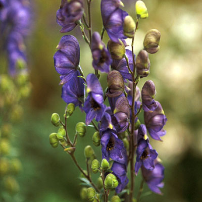 Aconitum napellus