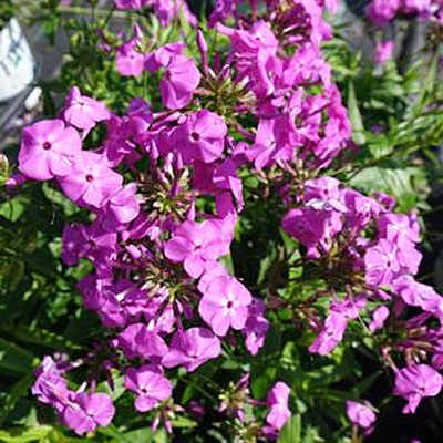 Phlox p. 'Opening Act Magenta'