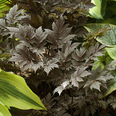 Actaea x 'Chocoholic'