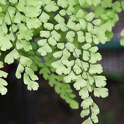 Adiantum raddianum 'Fragrans'